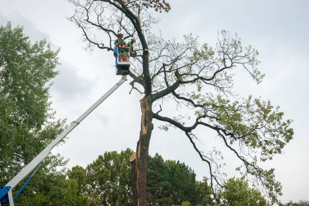 Trusted Riverbank, CA Tree Services Experts